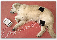 Stromanwendungen für Hunde